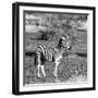 Awesome South Africa Collection Square - Burchell's Zebra with Oxpecker B&W-Philippe Hugonnard-Framed Photographic Print