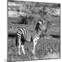 Awesome South Africa Collection Square - Burchell's Zebra with Oxpecker B&W-Philippe Hugonnard-Mounted Photographic Print