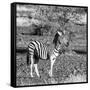 Awesome South Africa Collection Square - Burchell's Zebra with Oxpecker B&W-Philippe Hugonnard-Framed Stretched Canvas