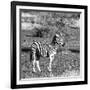 Awesome South Africa Collection Square - Burchell's Zebra with Oxpecker B&W-Philippe Hugonnard-Framed Photographic Print