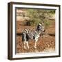 Awesome South Africa Collection Square - Burchell's Zebra with Oxpecker-Philippe Hugonnard-Framed Photographic Print