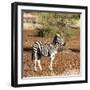 Awesome South Africa Collection Square - Burchell's Zebra with Oxpecker-Philippe Hugonnard-Framed Photographic Print