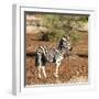 Awesome South Africa Collection Square - Burchell's Zebra with Oxpecker-Philippe Hugonnard-Framed Photographic Print