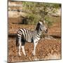 Awesome South Africa Collection Square - Burchell's Zebra with Oxpecker-Philippe Hugonnard-Mounted Photographic Print