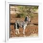 Awesome South Africa Collection Square - Burchell's Zebra with Oxpecker-Philippe Hugonnard-Framed Photographic Print