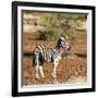 Awesome South Africa Collection Square - Burchell's Zebra with Oxpecker-Philippe Hugonnard-Framed Photographic Print