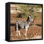 Awesome South Africa Collection Square - Burchell's Zebra with Oxpecker-Philippe Hugonnard-Framed Stretched Canvas