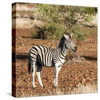 Awesome South Africa Collection Square - Burchell's Zebra with Oxpecker-Philippe Hugonnard-Stretched Canvas