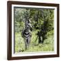 Awesome South Africa Collection Square - Burchell's Zebra-Philippe Hugonnard-Framed Photographic Print