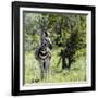 Awesome South Africa Collection Square - Burchell's Zebra-Philippe Hugonnard-Framed Photographic Print
