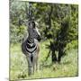Awesome South Africa Collection Square - Burchell's Zebra-Philippe Hugonnard-Mounted Photographic Print