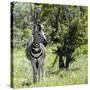 Awesome South Africa Collection Square - Burchell's Zebra-Philippe Hugonnard-Stretched Canvas