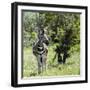 Awesome South Africa Collection Square - Burchell's Zebra-Philippe Hugonnard-Framed Photographic Print