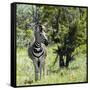 Awesome South Africa Collection Square - Burchell's Zebra-Philippe Hugonnard-Framed Stretched Canvas