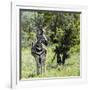 Awesome South Africa Collection Square - Burchell's Zebra-Philippe Hugonnard-Framed Photographic Print