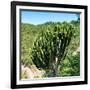 Awesome South Africa Collection Square - Cactus Tree-Philippe Hugonnard-Framed Photographic Print