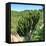 Awesome South Africa Collection Square - Cactus Tree-Philippe Hugonnard-Framed Stretched Canvas