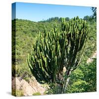 Awesome South Africa Collection Square - Cactus Tree-Philippe Hugonnard-Stretched Canvas