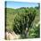 Awesome South Africa Collection Square - Cactus Tree-Philippe Hugonnard-Stretched Canvas