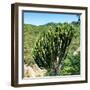 Awesome South Africa Collection Square - Cactus Tree-Philippe Hugonnard-Framed Photographic Print