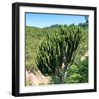 Awesome South Africa Collection Square - Cactus Tree-Philippe Hugonnard-Framed Photographic Print