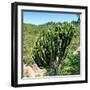 Awesome South Africa Collection Square - Cactus Tree-Philippe Hugonnard-Framed Photographic Print