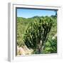 Awesome South Africa Collection Square - Cactus Tree-Philippe Hugonnard-Framed Photographic Print