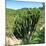 Awesome South Africa Collection Square - Cactus Tree-Philippe Hugonnard-Mounted Photographic Print