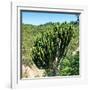 Awesome South Africa Collection Square - Cactus Tree-Philippe Hugonnard-Framed Photographic Print