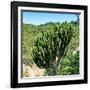 Awesome South Africa Collection Square - Cactus Tree-Philippe Hugonnard-Framed Photographic Print