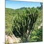 Awesome South Africa Collection Square - Cactus Tree-Philippe Hugonnard-Mounted Photographic Print