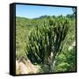 Awesome South Africa Collection Square - Cactus Tree-Philippe Hugonnard-Framed Stretched Canvas