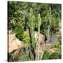 Awesome South Africa Collection Square - Cactus-Philippe Hugonnard-Stretched Canvas