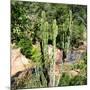 Awesome South Africa Collection Square - Cactus-Philippe Hugonnard-Mounted Photographic Print