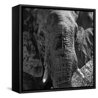 Awesome South Africa Collection Square - Close-Up of African Elephant B&W-Philippe Hugonnard-Framed Stretched Canvas