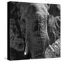 Awesome South Africa Collection Square - Close-Up of African Elephant B&W-Philippe Hugonnard-Stretched Canvas