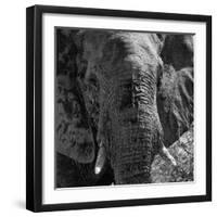 Awesome South Africa Collection Square - Close-Up of African Elephant B&W-Philippe Hugonnard-Framed Photographic Print