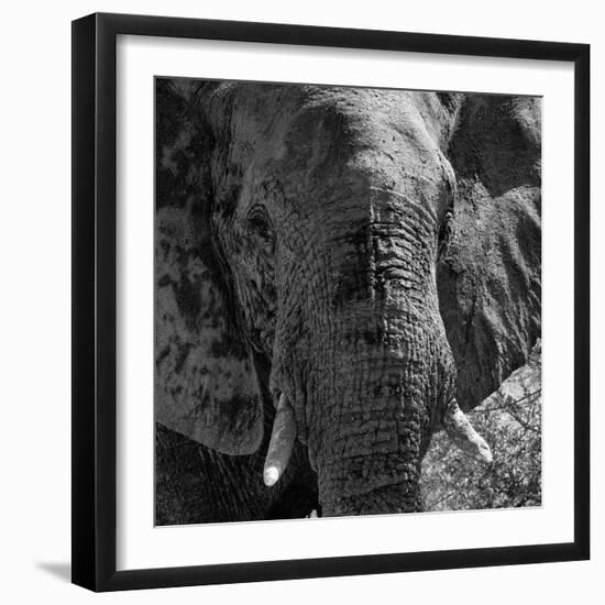 Awesome South Africa Collection Square - Close-Up of African Elephant B&W-Philippe Hugonnard-Framed Photographic Print