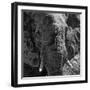 Awesome South Africa Collection Square - Close-Up of African Elephant B&W-Philippe Hugonnard-Framed Photographic Print