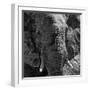 Awesome South Africa Collection Square - Close-Up of African Elephant B&W-Philippe Hugonnard-Framed Photographic Print