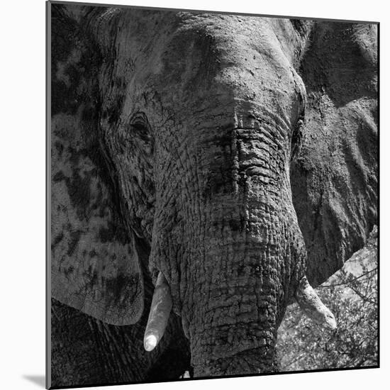 Awesome South Africa Collection Square - Close-Up of African Elephant B&W-Philippe Hugonnard-Mounted Photographic Print
