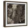 Awesome South Africa Collection Square - Close-Up of African Elephant II-Philippe Hugonnard-Framed Photographic Print