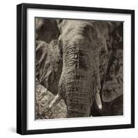 Awesome South Africa Collection Square - Close-Up of African Elephant II-Philippe Hugonnard-Framed Photographic Print