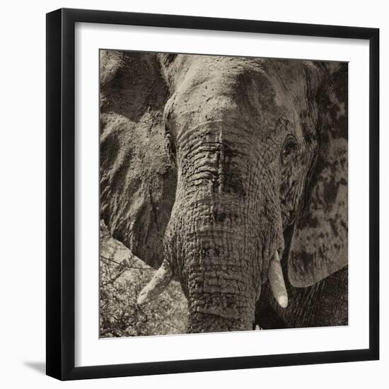 Awesome South Africa Collection Square - Close-Up of African Elephant II-Philippe Hugonnard-Framed Photographic Print