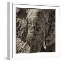 Awesome South Africa Collection Square - Close-Up of African Elephant II-Philippe Hugonnard-Framed Photographic Print