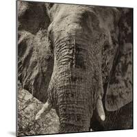 Awesome South Africa Collection Square - Close-Up of African Elephant II-Philippe Hugonnard-Mounted Photographic Print