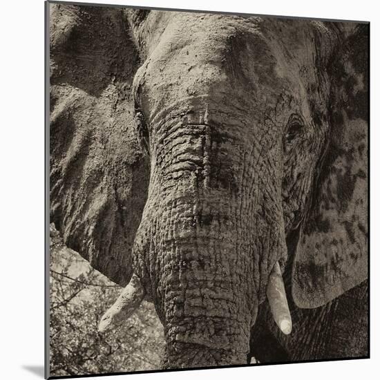 Awesome South Africa Collection Square - Close-Up of African Elephant II-Philippe Hugonnard-Mounted Photographic Print