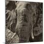 Awesome South Africa Collection Square - Close-Up of African Elephant II-Philippe Hugonnard-Mounted Photographic Print