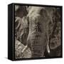 Awesome South Africa Collection Square - Close-Up of African Elephant II-Philippe Hugonnard-Framed Stretched Canvas