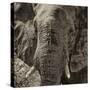 Awesome South Africa Collection Square - Close-Up of African Elephant II-Philippe Hugonnard-Stretched Canvas